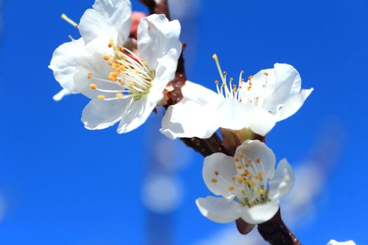 A branch of a blooming white apricot flowers on the background of blue sky.
