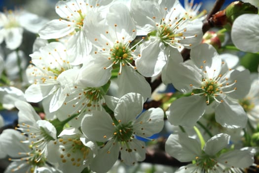 A large number of white flowers of cherry, photographed closeup ( background 