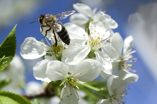 Bee gathers honey on a branch of a cherry with white flowers on a background of blue sky