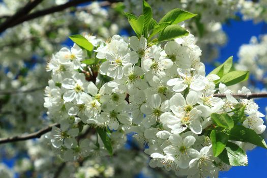 A branch of a cherry with lots of flowers on the background of green leaves and blue sky

