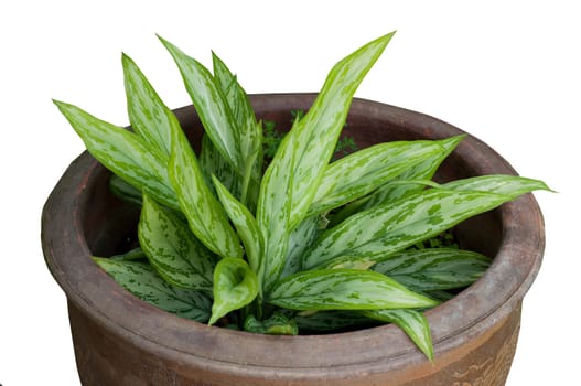 a sedges on a pot