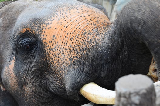 closed up asian elephant in a zoo, Thailand