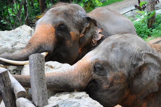 closed up asian elephant in a zoo, Thailand