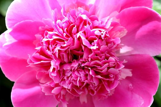 Hot pink peony flower. Photographed close up.