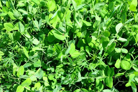 Bright green shoots peas and lupine
