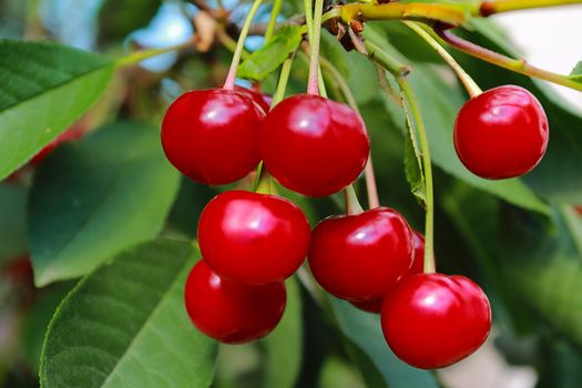 Bright red ripe cherries on a tree branch against the green of the leaves