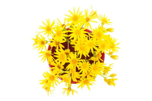 Yellow wild flowers isolated on white background close up.