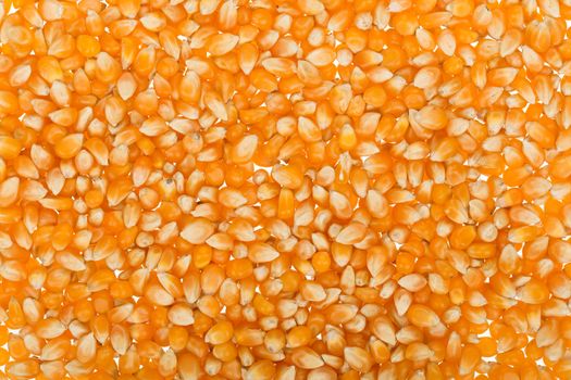 Yellow corn seed background. Close up of food grains.