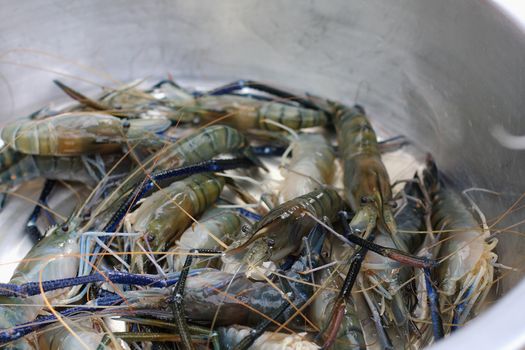 Fresh water shrimp on sale