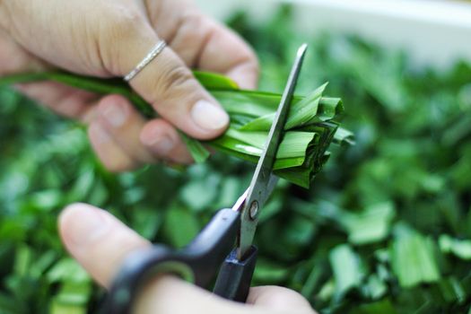 Cutting Pandan