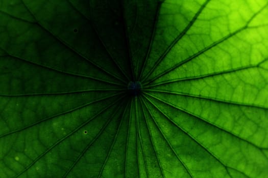 green leaf