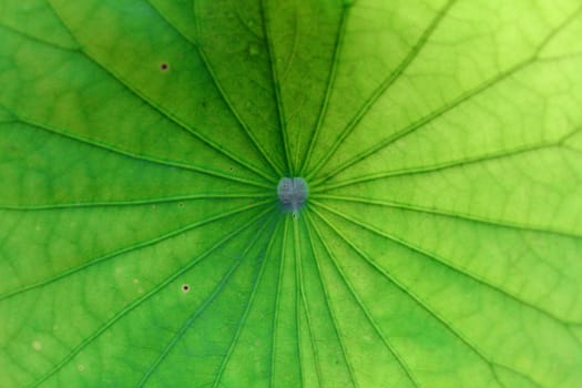 green leaf