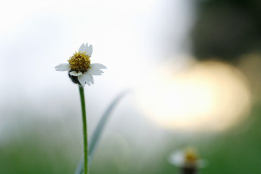 Green Meadows evening.