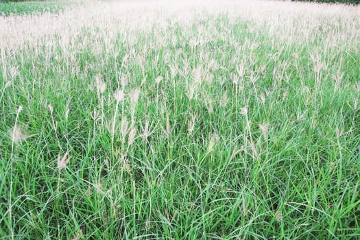 Green Meadows evening.