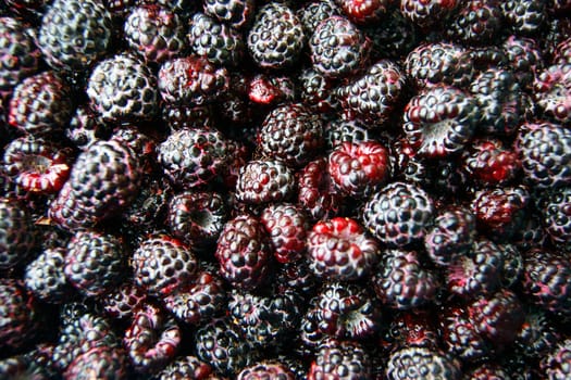 Fresh blackberry on white background.Much berries of blackberry