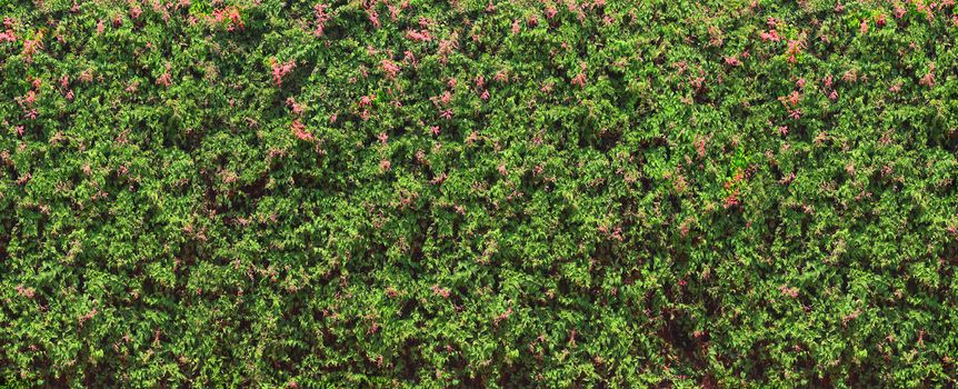 Braiding plant blooming green wall in Auroville Long size in India
