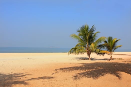 Ocean in India - a wild beach with palm trees