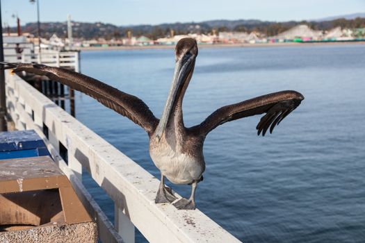 Brown Pelican (Pelecanus occidentalis) on Santa Cruz Wharf.