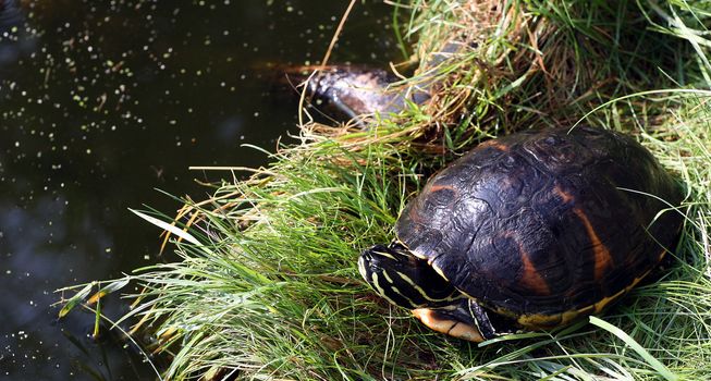 Florida red-bellied cooter, Pseudemys nelsoni, basking at a pond