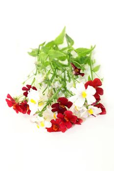 nemesia flower and leaves against a white background