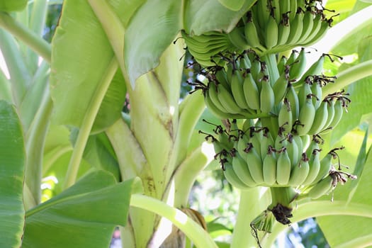 Bananas are ripe