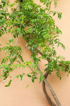 Green creeper growing on a neutral tan coloured painted exterior wall