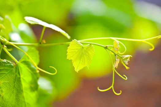 Grapevine closeup on green background