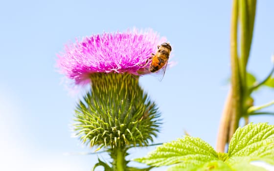 Wild thistle with pink flower and bee on blue background