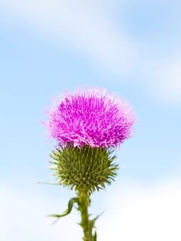 Wild thistle with pink flower blooming on blue sky background