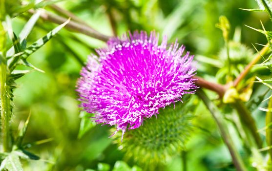 Wild thistle with pink flower on green background