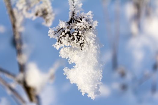 Branch of bush taken off by CU with plenty of white hoarfrost on a background blue sky