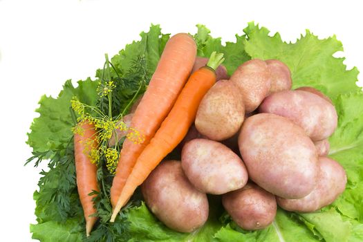 Young pink color potatoes carrots located on green salad leaves. Presented on a white background.
