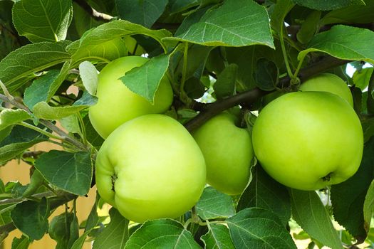Ripe juicy apples light yellow color on a branch of an Apple tree �� ripened in the garden