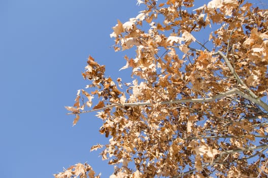 golden oak branch with dry leaves on background of blue sky.