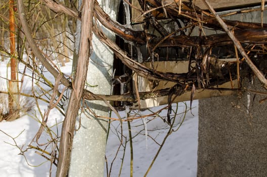 ice vine branches of a cold winter morning