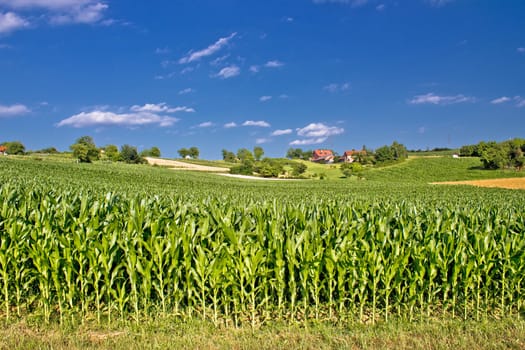 Corn field in agricultural rural landscape, Prigorje region, Croatia