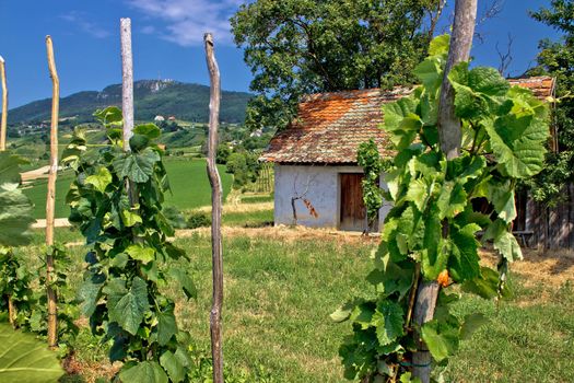 Traditional vineyard and cottage in Kalnik mountain area, Croatia