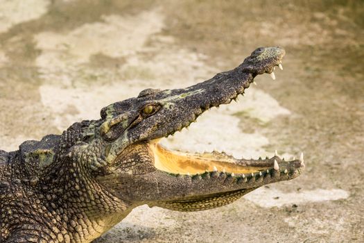 Crocodile with open mouth lying in farm, Thailand