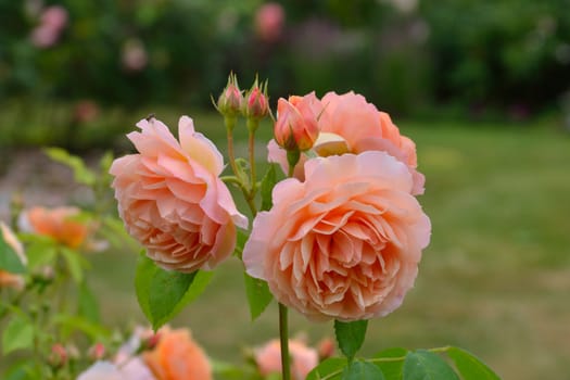 Pink Roses in garden