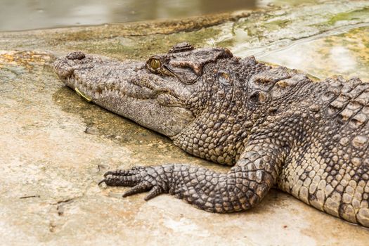 Close-up on crocodile  lying in farm, Thailand