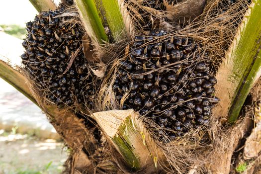 Oil Palm Fruits in the Palm tree