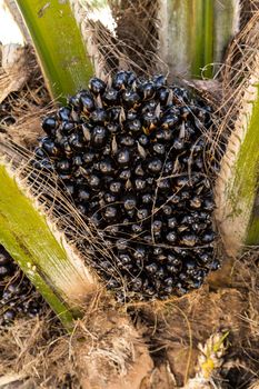 Oil Palm Fruits in the Palm tree