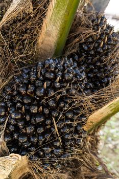 Oil Palm Fruits in the Palm tree