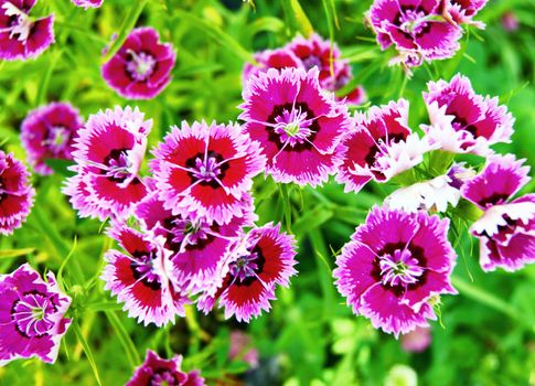 Densely hanging purple flowers of the petunia.