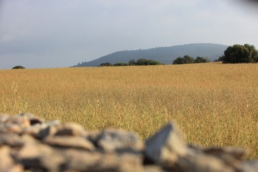View over a drystone wall of an agricultural field with golden wheat ripening in the summer sun almost ready for harvesting