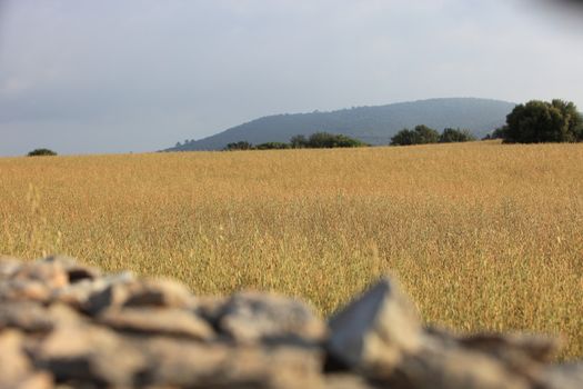 View over a drystone wall of an agricultural field with golden wheat ripening in the summer sun almost ready for harvesting