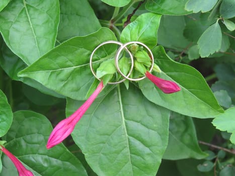 Two wedding rings are threaded through the buds of pink flowers                               