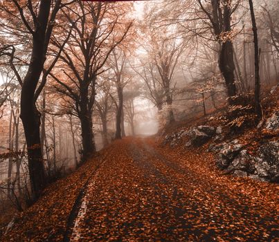 Autumn in the regional park of Campo di Fiori, Varese