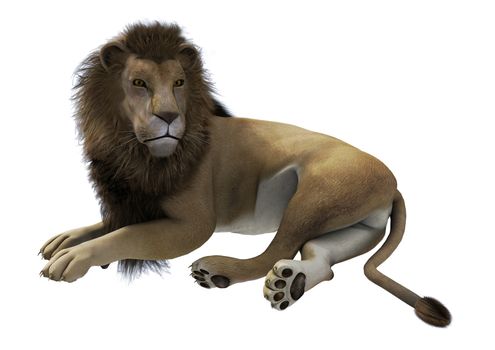 3D digital render of a lying male lion isolated on white background