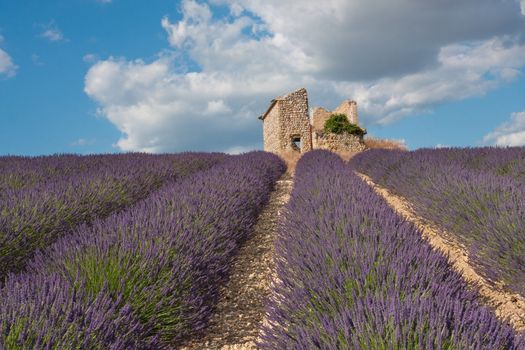 Lavender field with house ruins in Provence, France.